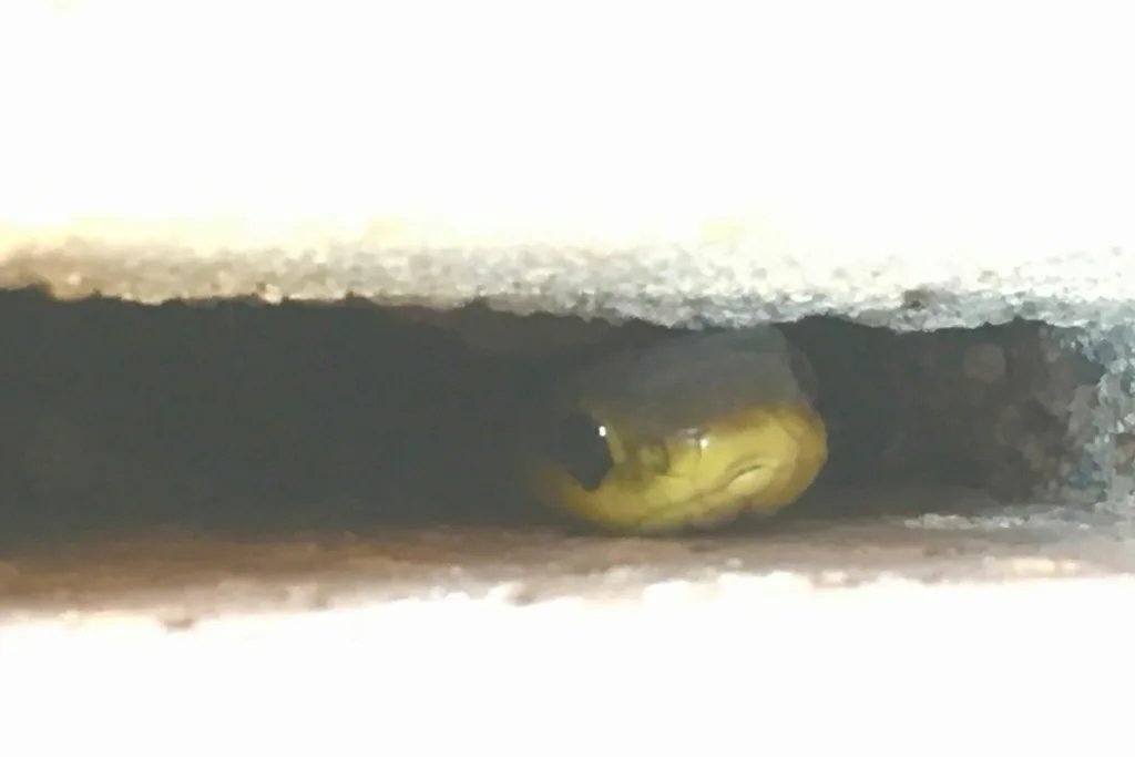 common-tree-snake-hiding