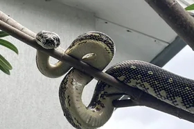 The cosy spots where snakes like to hide from winter weather