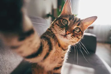 Is it better for cats to be indoor or outdoors?