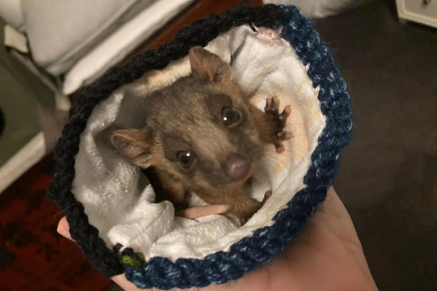 Why your garden could be the key to saving injured wildlife