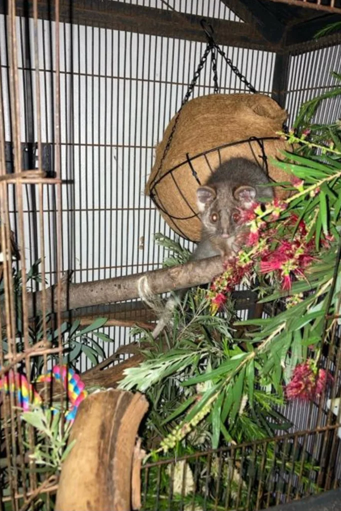 possum-feeding-on-branch