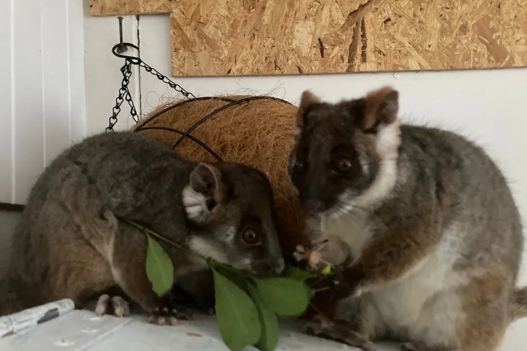 summer-and-ruby-possums