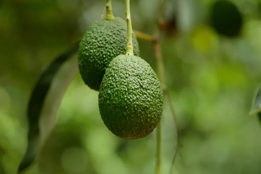 avocado on tree in close up