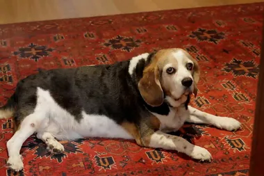 Dr Harry reveals the best diet to keep an overweight dog in good health