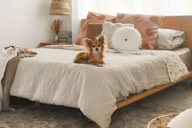 A small doc sitting on an Eva bed with throw pillows.