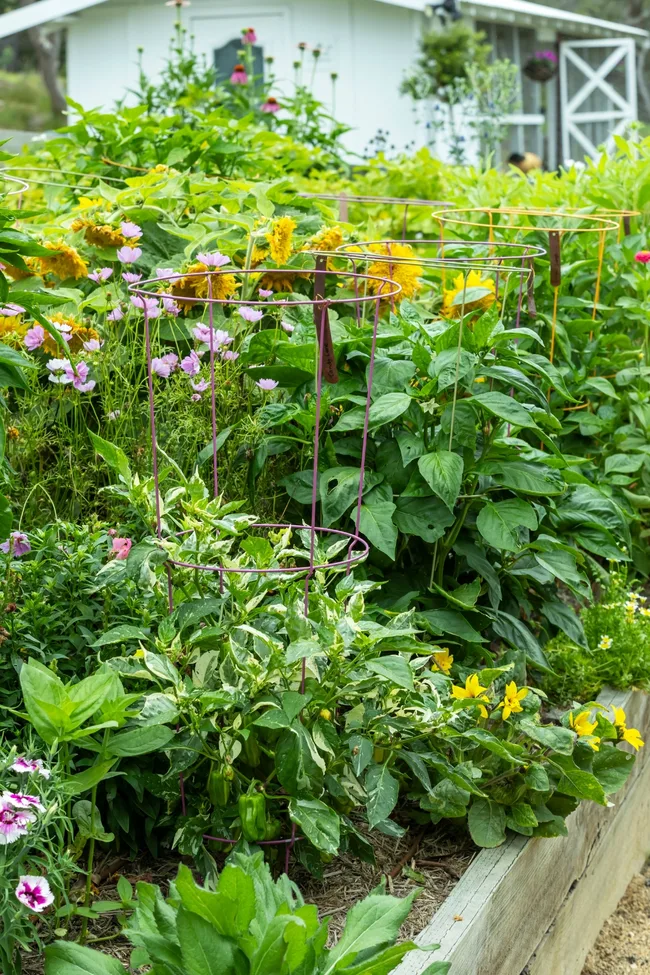 vertical-gardening-plant-cages