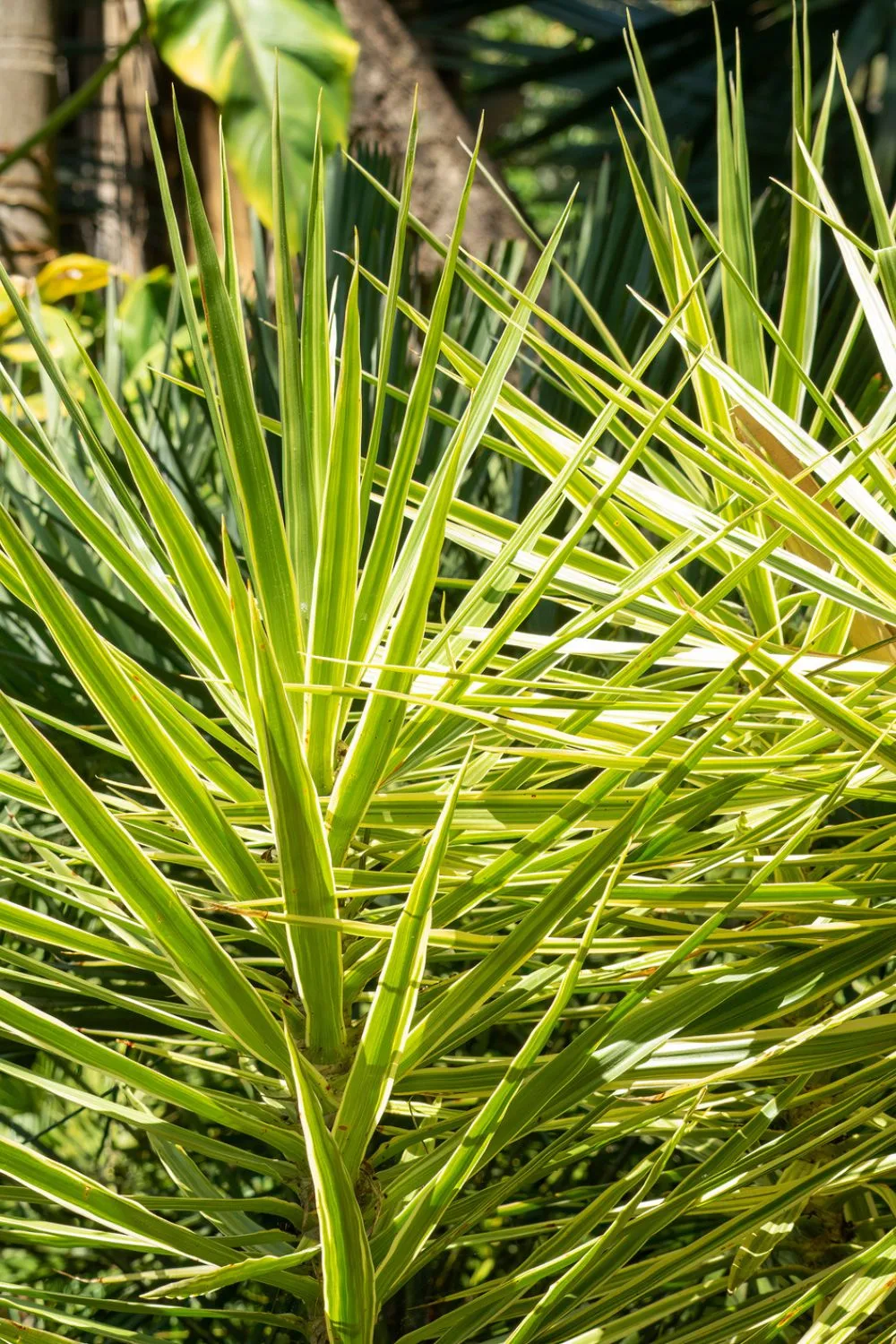 yucca-plant