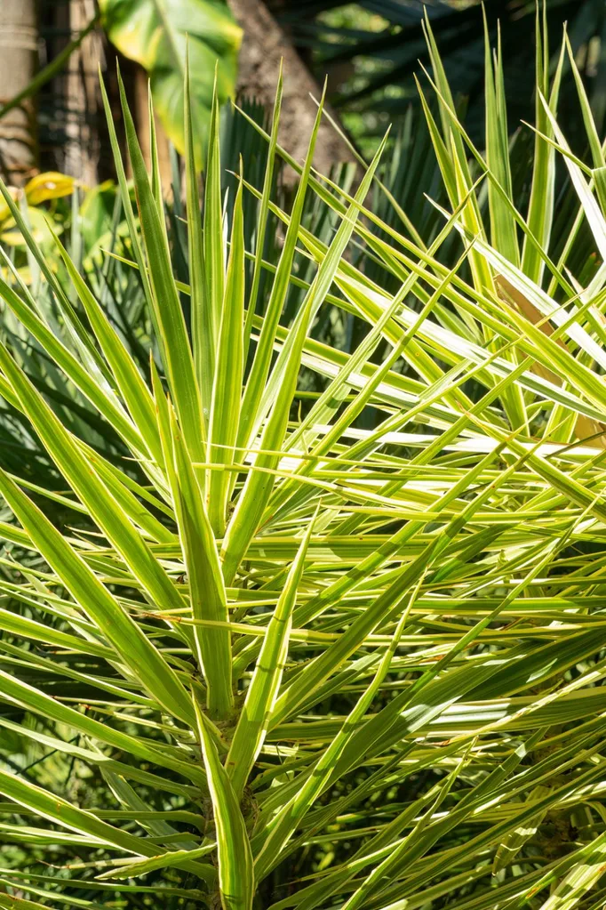 yucca-plant