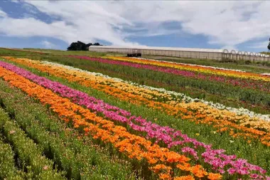 How to grow lilium flowers with Graham