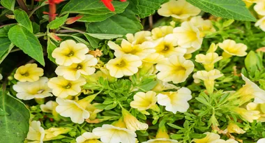 What is the wicking-bed method?