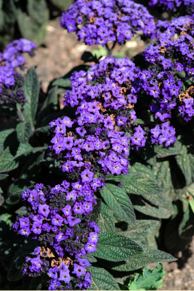 heliotrope-flowering-plant