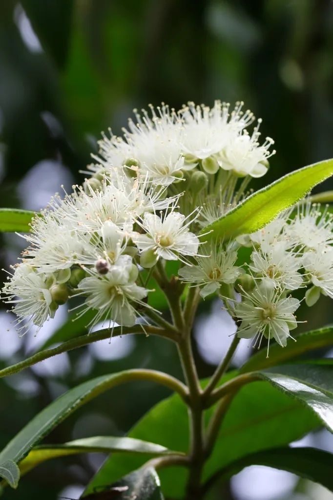 lemon-myrtle-flower