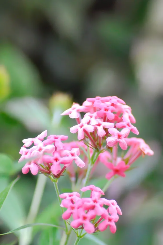 rondeletia-flowering-plant