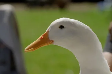 Dr Harry investigates why Fluffy the duck is wobbly in her waddling