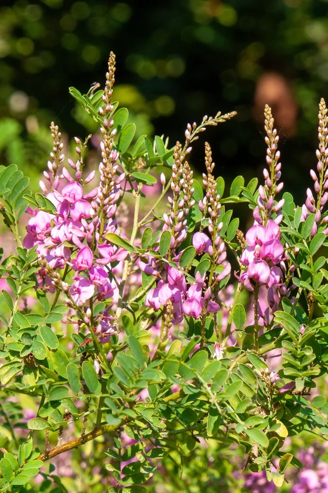 austral indigo pink flowers