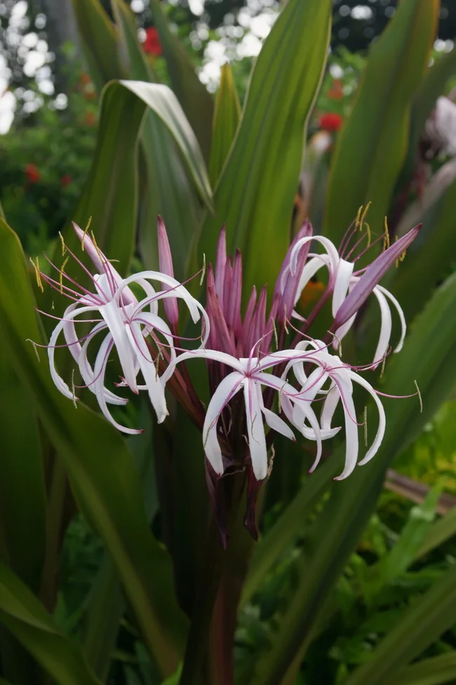 swmp lily crinum flower clump