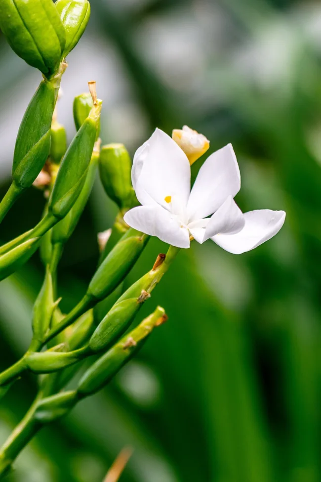 lord howe island wedding lily