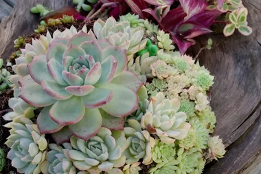 Melissa explores the hidden world of succulents by the sea