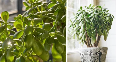 How to grow a money plant