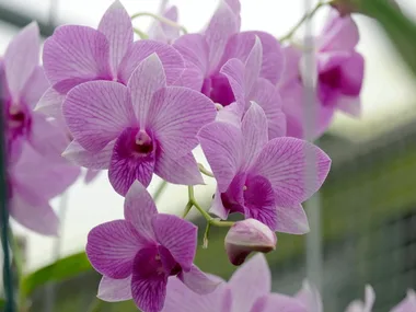 How to grow orchids