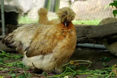 Dr Harry gives expert advice on hen nesting boxes