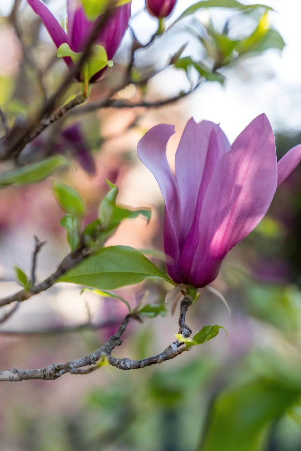 Close up of saucer magnolia in our how to grow magnolias guide. This magnolia has longer petals in a vibrant magenta colour