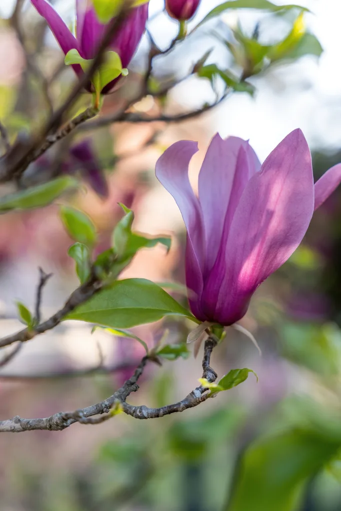 Close up of magnolia flower