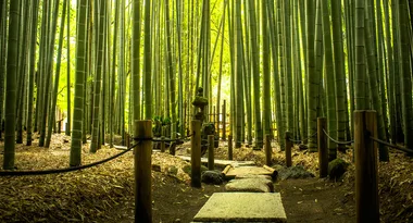 How to grow bamboo