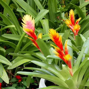 Bromeliad varieties