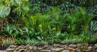 How to reclaim your overgrown backyard