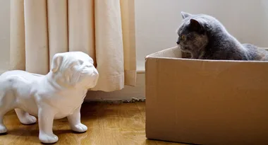 Must-have gifts for dog lovers