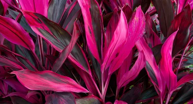 Foliage frenzy