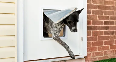 How to install a doggie door