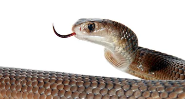 Snakebite dos and don’ts