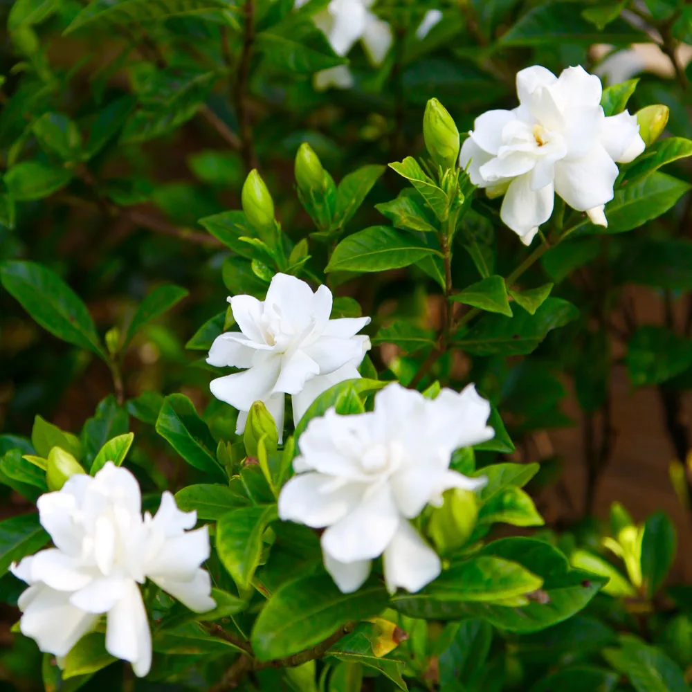 gardenias