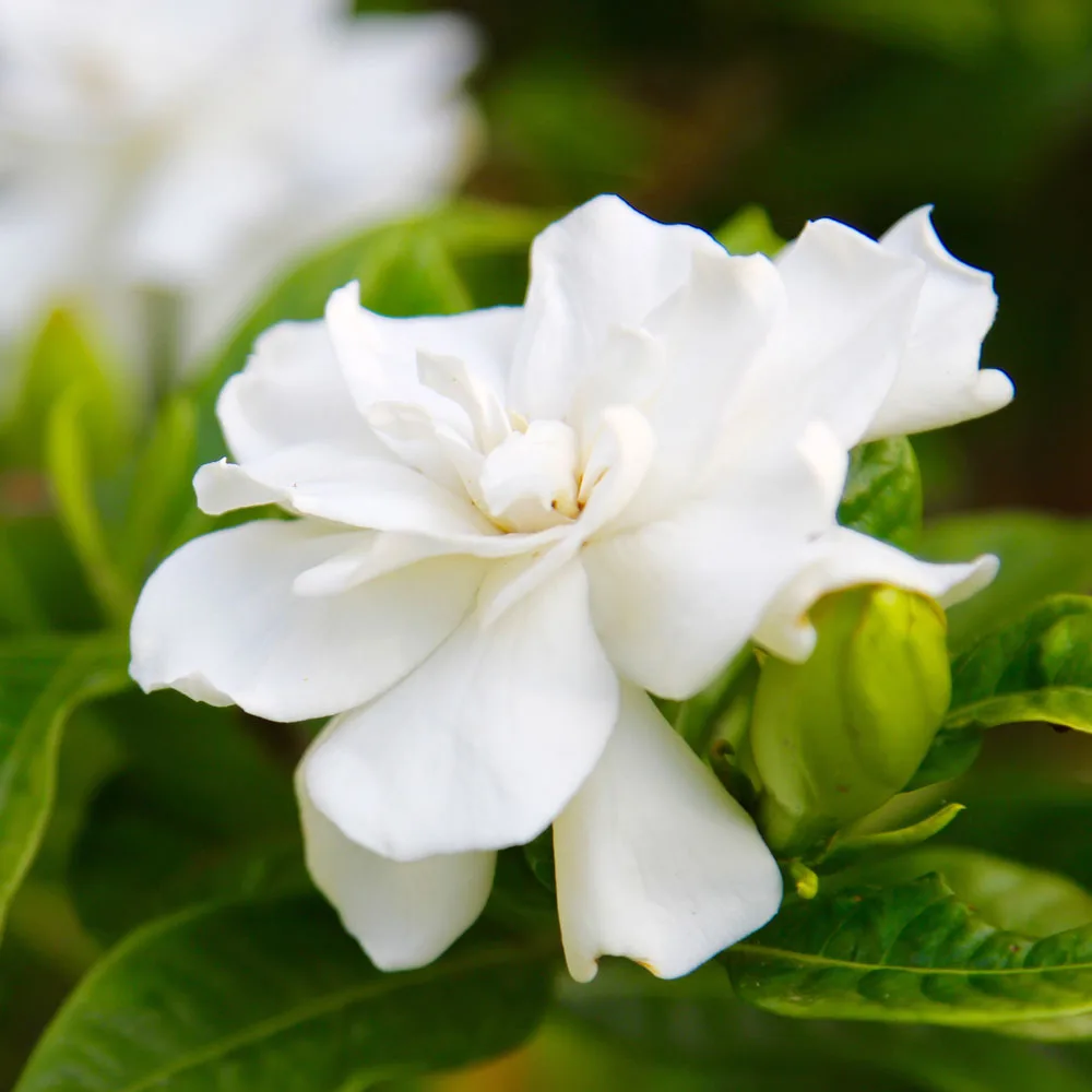 gardenias