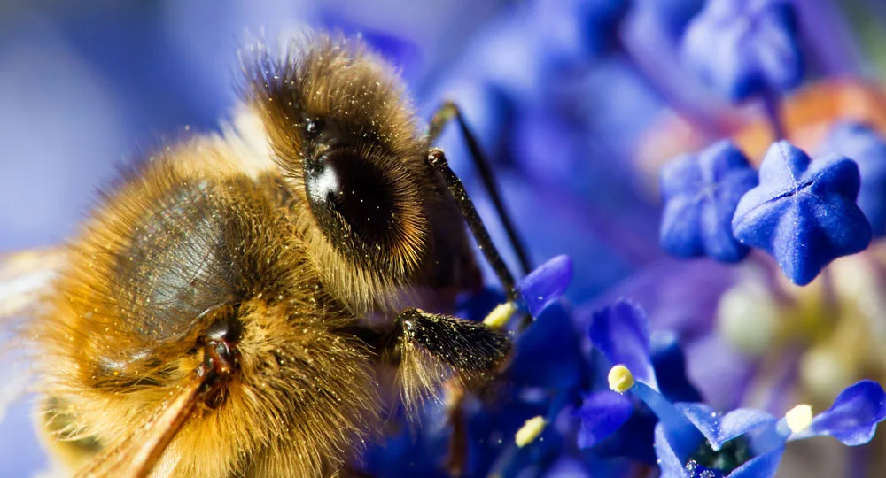 Bees