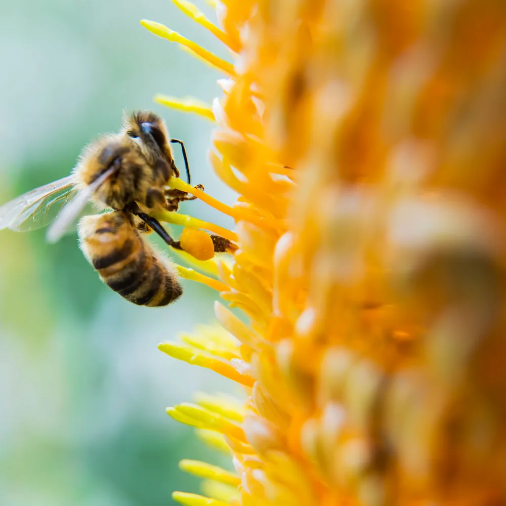 bees