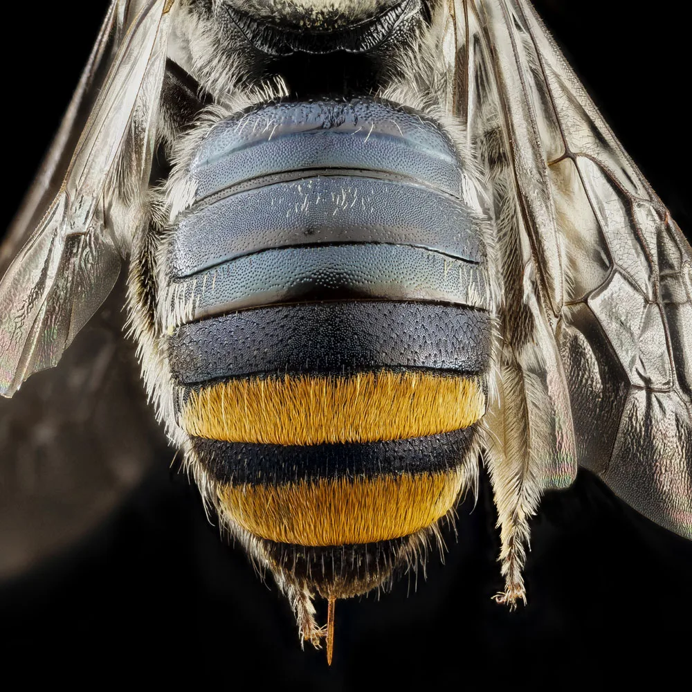 bees