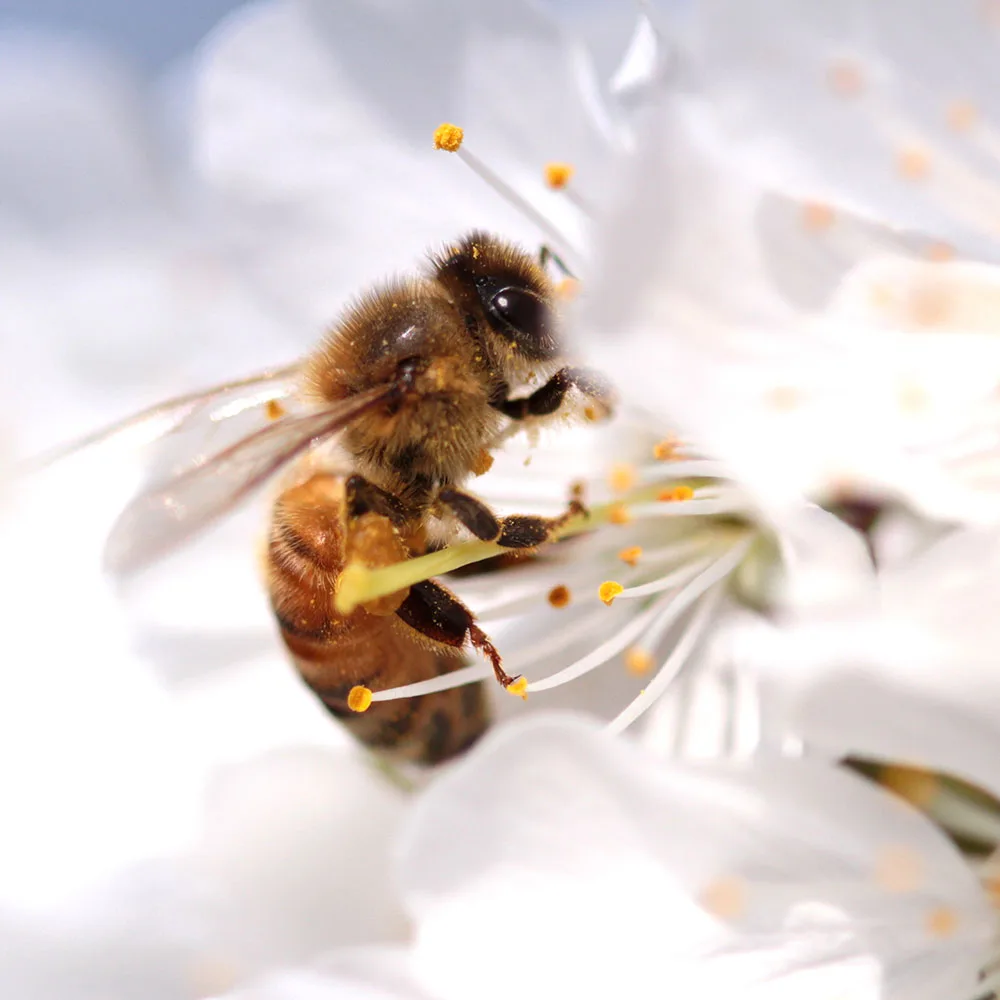 bees