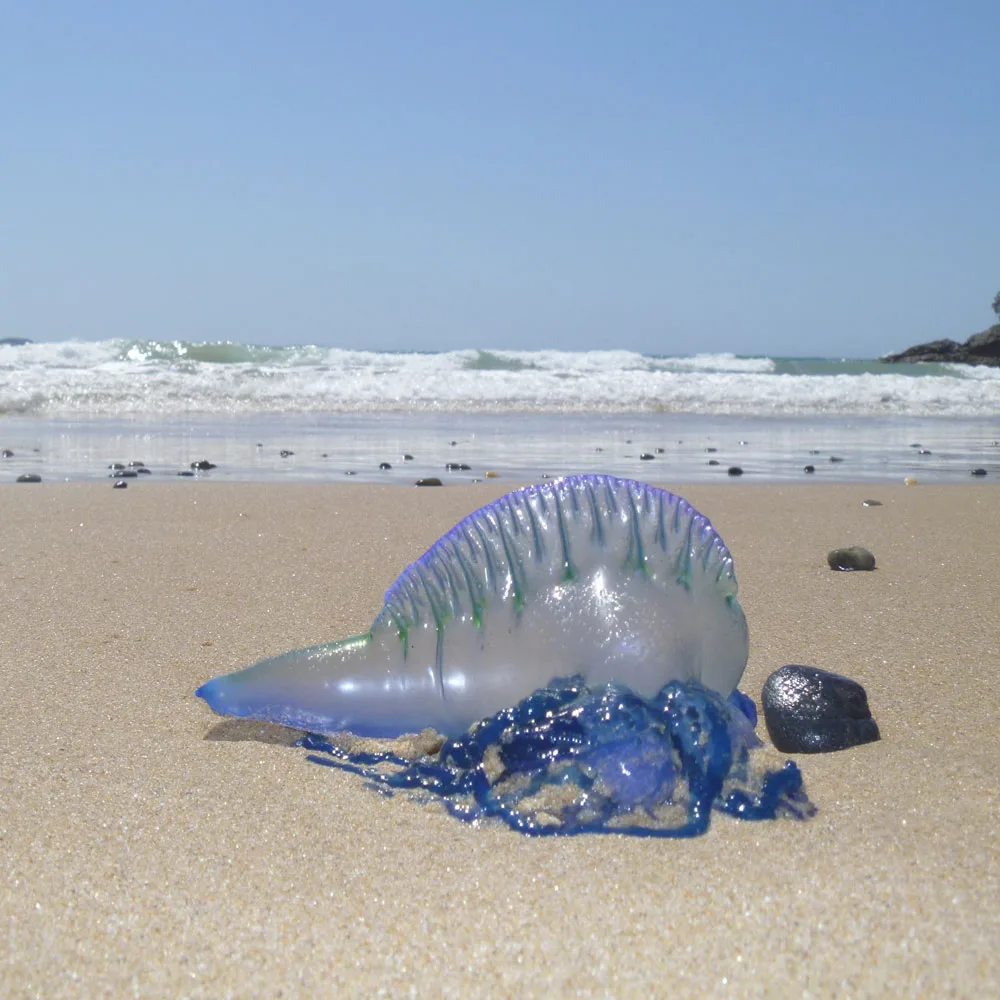 Should you apply vinegar to all jellyfish stings? - Better Homes ...