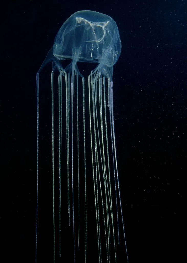box jelly fish