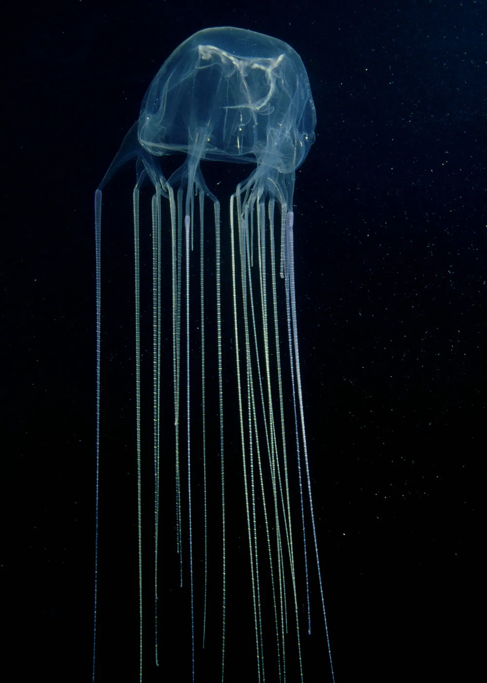 Should you apply vinegar to all jellyfish stings? - Better Homes ...