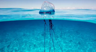 Should you apply vinegar to all jellyfish stings?