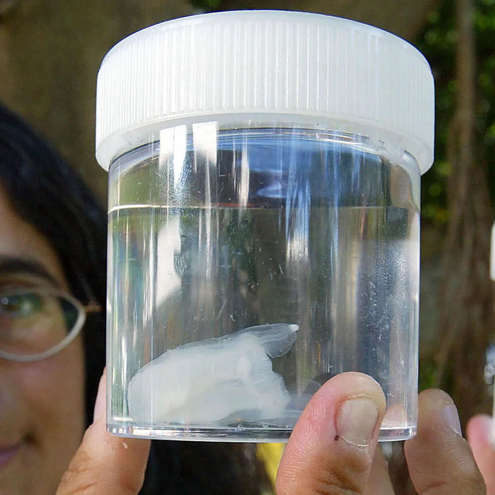 Should you apply vinegar to all jellyfish stings? - Better Homes ...