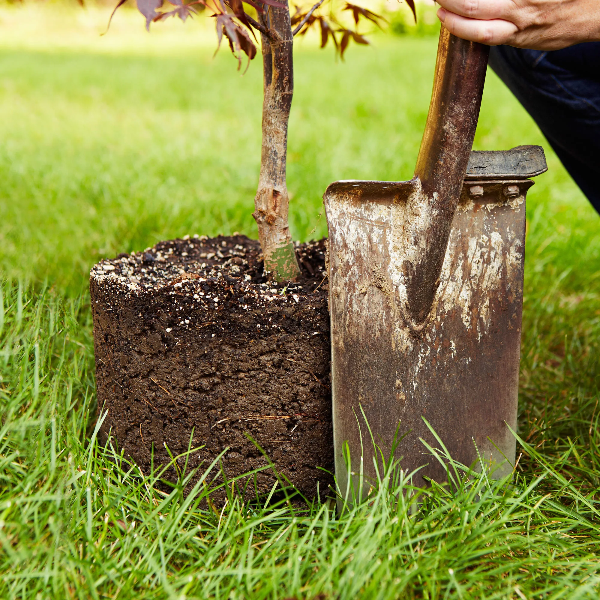 how to plant trees