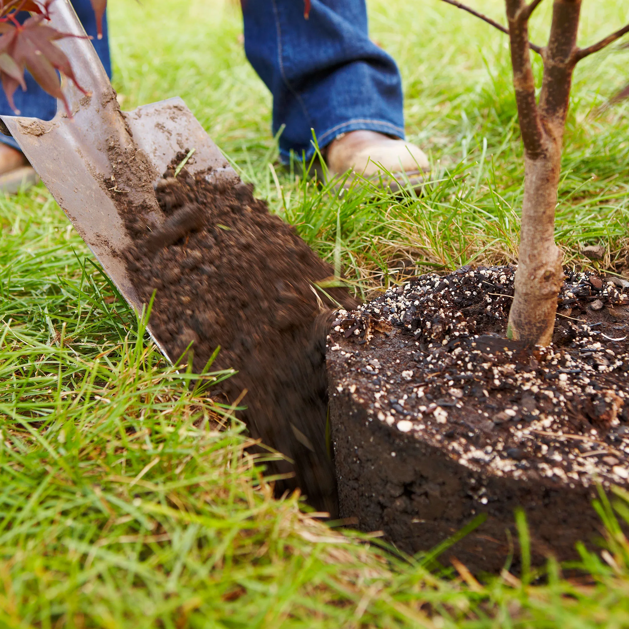 how to plant trees