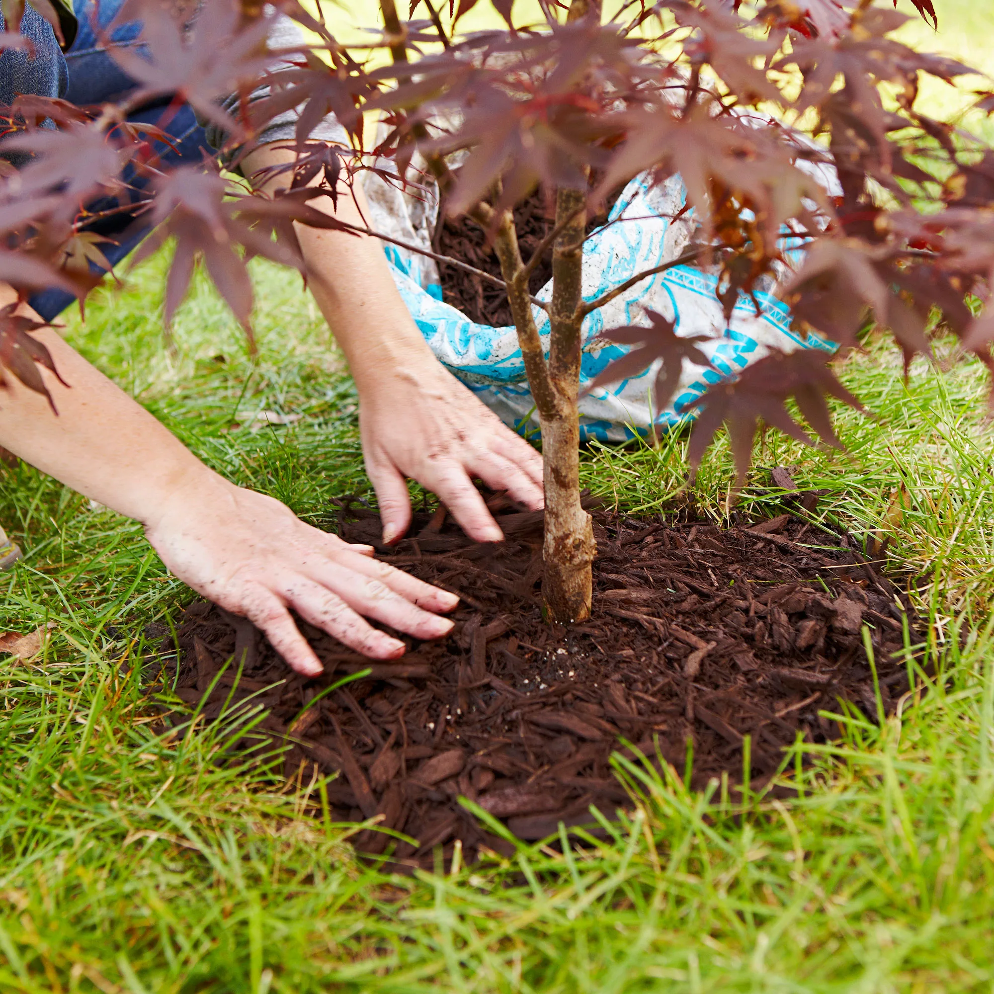 how to plant trees