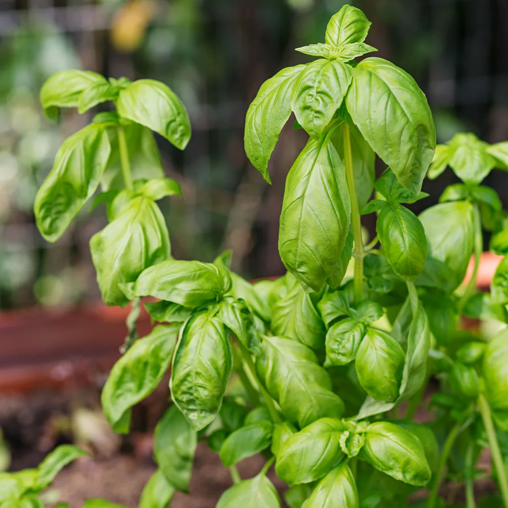 sweet basil