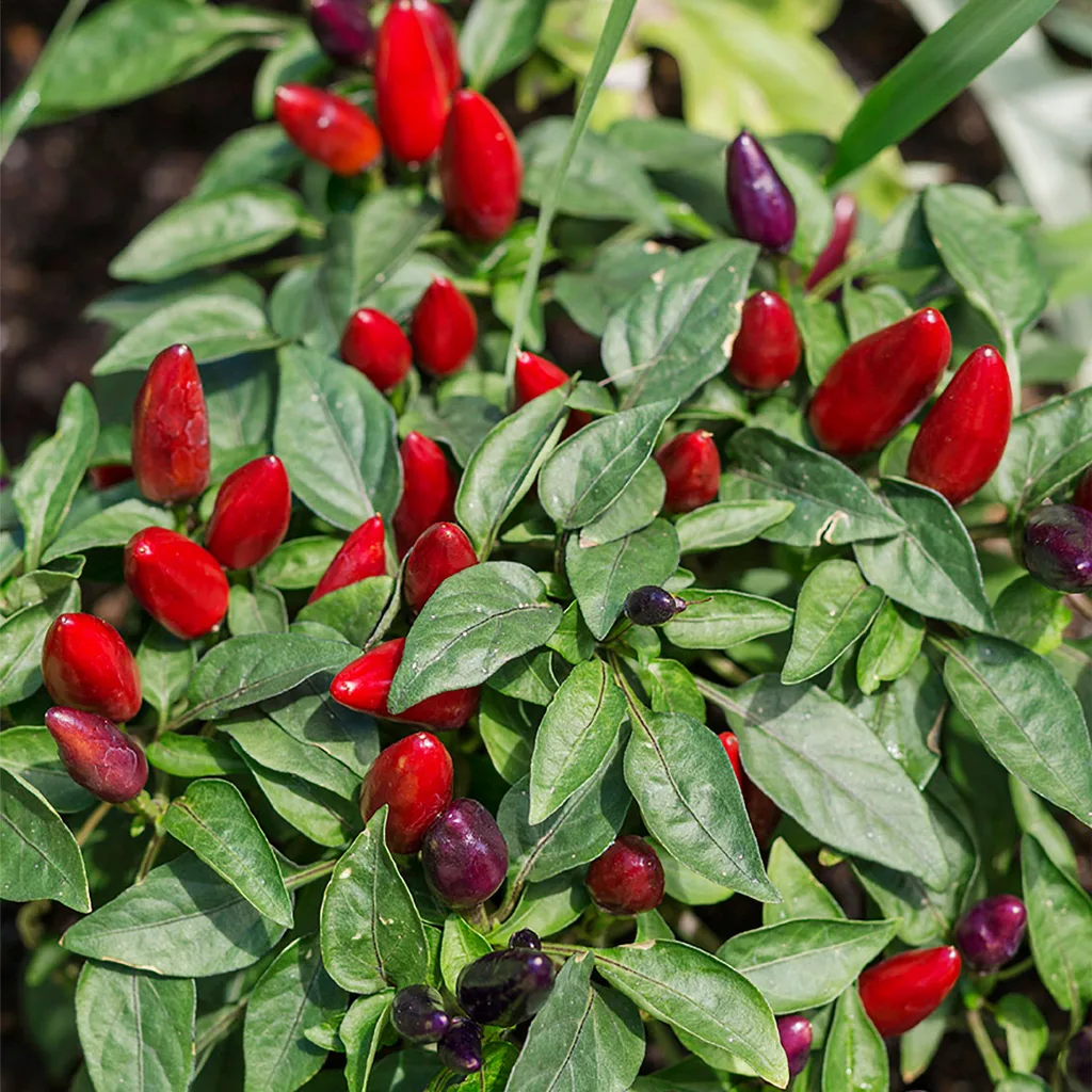 mini chilli